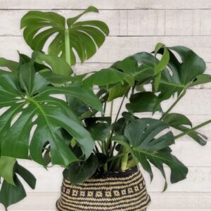 Monstera