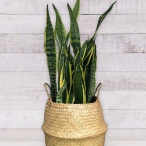 Sanseveria