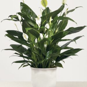 The Peace Lily