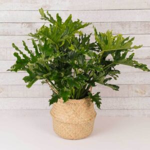 The Philodendron Selloum
